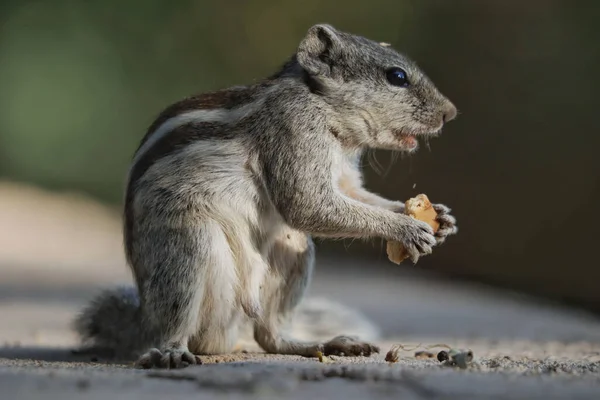Retrato Adorável Esquilo Cinzento Comendo Biscoito Sobre Pernas Traseiras Superfície — Fotografia de Stock