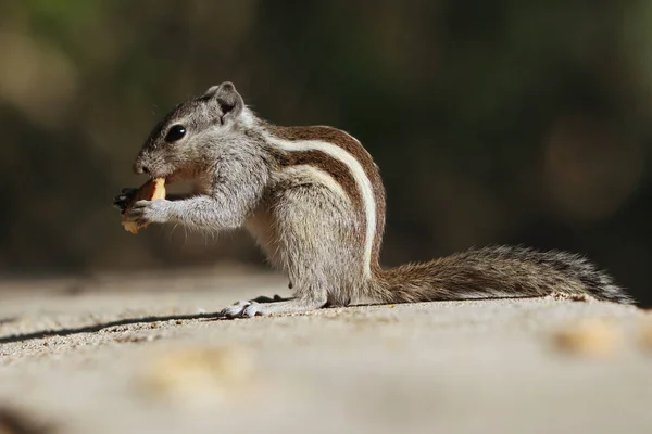 A portrait of an adorable gray chipmunk eating while standing on hind legs on the stone surface