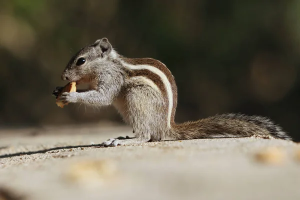 Retrato Una Adorable Ardilla Gris Comiendo Mientras Está Pie Sobre — Foto de Stock