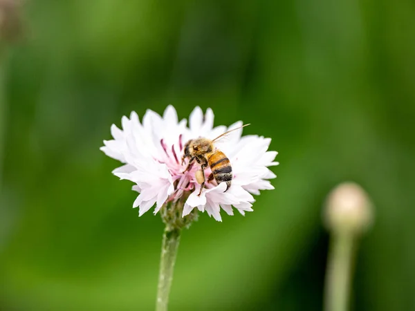 Крупный План Пчелы Собирающей Пыльцу Красивом Белом Васильке Centaurea Cyanus — стоковое фото