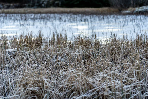 Das Trockene Gras Das Winter Vom Frost Bedeckt Ist — Stockfoto