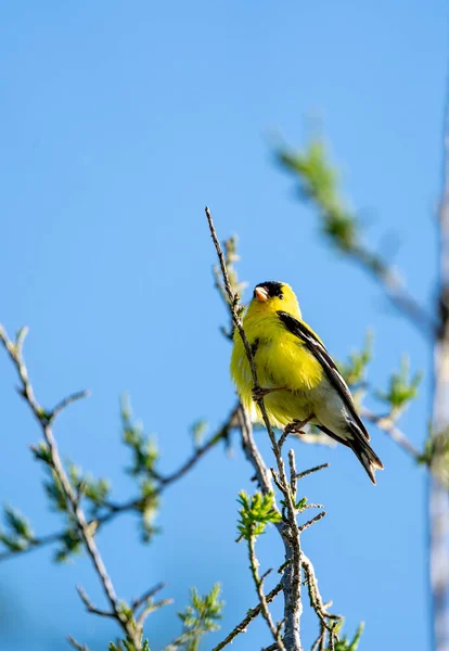 Vertical Shot Goldfinch Perched Branch — Stock Photo, Image