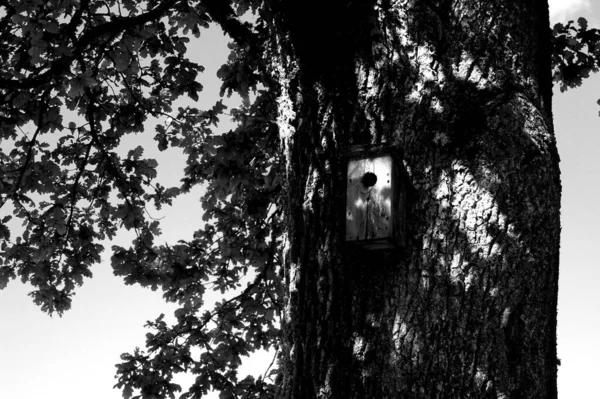 オークの木の上にある鳥の家の白黒写真 — ストック写真