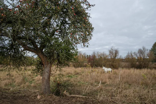 Ein Apfelbaum Mit Reifen Früchten Und Ein Einsames Weißes Pferd — Stockfoto