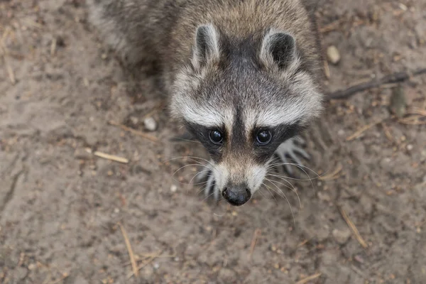 High Angle View Curious Common Raccoon Standing Ground — Stockfoto