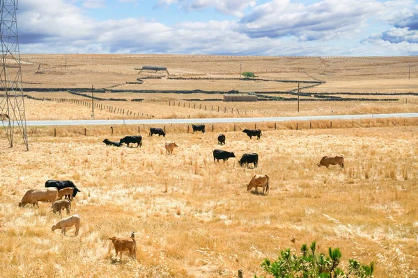 Una Vista Panorámica Ganado Pastando Hierba Campo — Foto de Stock