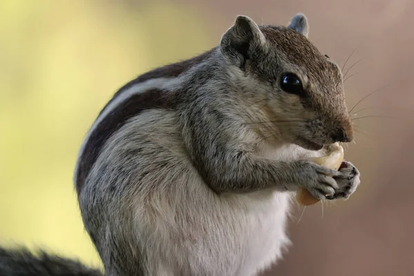 Nahaufnahme Eines Entzückenden Grauen Streifenhörnchens Beim Essen Während Auf Hinterbeinen — Stockfoto