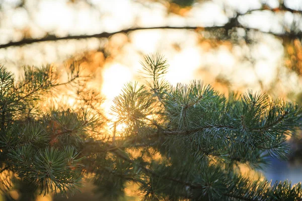 Green Pine Branch Sunset — Stok fotoğraf