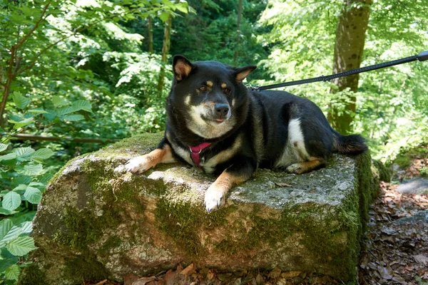 Bedårande Svart Shiba Inu Hund Liggande Klippan Skogen Solig Dag — Stockfoto