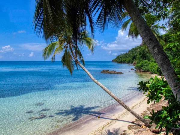 Scenery Sandy Beach Palm Trees Sunny Day — Zdjęcie stockowe