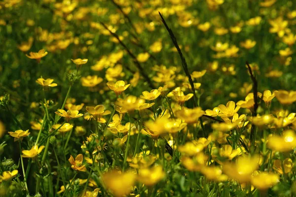 Grassland Rich Aggregation Yellow Buttercup Flowers Ranuncuuls Acris — Zdjęcie stockowe