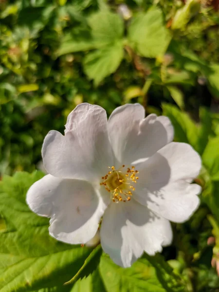 Pionowe Ujęcie Białego Kwiatu Róży — Zdjęcie stockowe