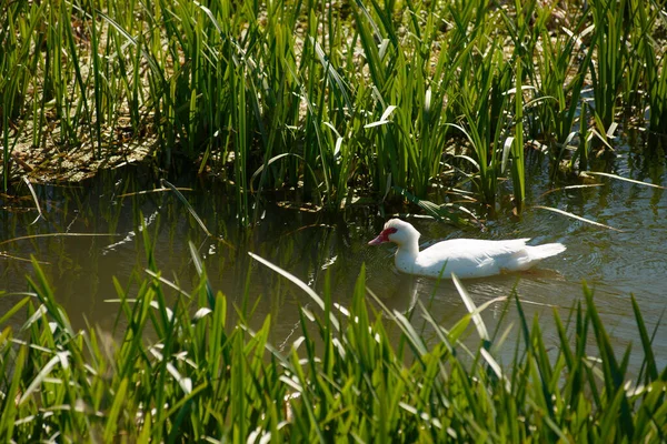 Beautiful View White Goose Floating Lake — Stok fotoğraf