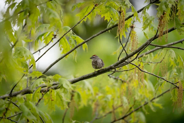 Tiro Seletivo Foco Bunting Passerine Empoleirado Ramo — Fotografia de Stock