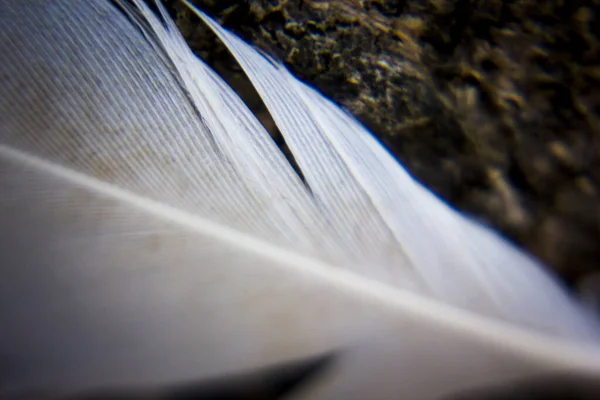 白い羽の選択的焦点ショット — ストック写真