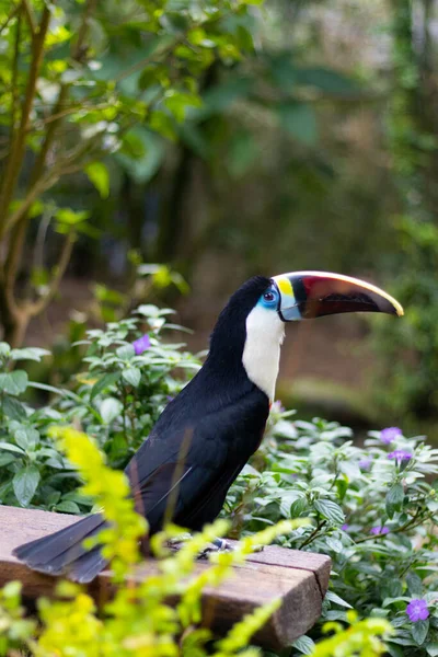 Belo Tiro Tucano Garganta Citron Ramphastos Citreolaemus Empoleirado Prancha Madeira — Fotografia de Stock