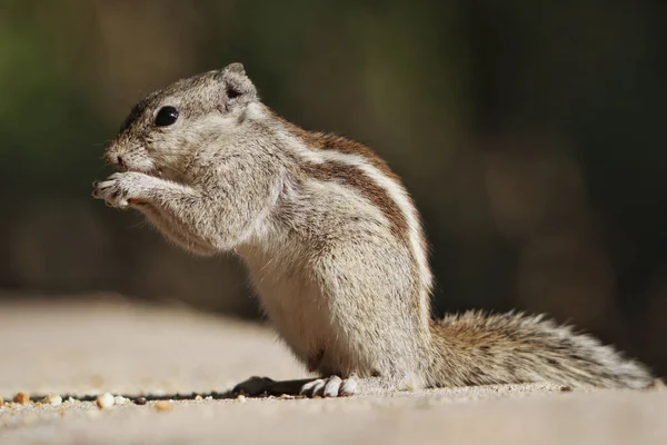 Retrato Esquilo Cinzento Adorável Comendo Enquanto Estava Sobre Pernas Traseiras — Fotografia de Stock