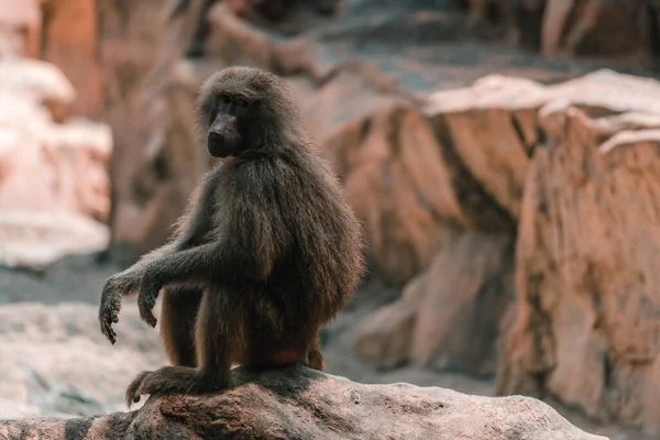 Мавпа Бабуїна Скелі — стокове фото