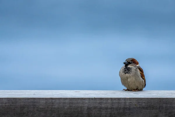 Tahta Bir Sınıra Tünemiş Bir Serçenin Yakın Çekim Görüntüsü — Stok fotoğraf