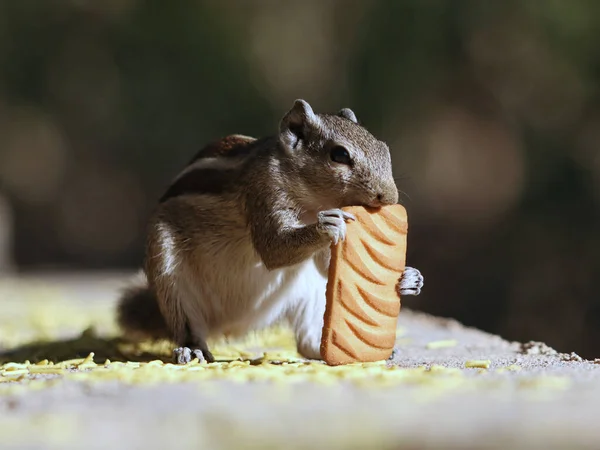 Eine Selektive Fokusaufnahme Eines Entzückenden Grauen Streifenhörnchens Das Einen Keks — Stockfoto