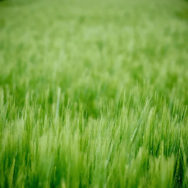 Closeup Green Wheat Ears Growing Field — Fotografia de Stock