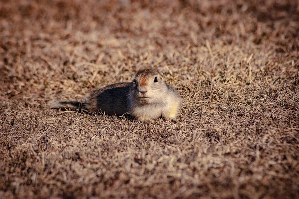 Närbild Pocket Gopher Tittar Från Baksidan Jorden — Stockfoto