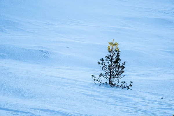 Mała Sosna Rosnąca Śnieżnej Ziemi — Zdjęcie stockowe