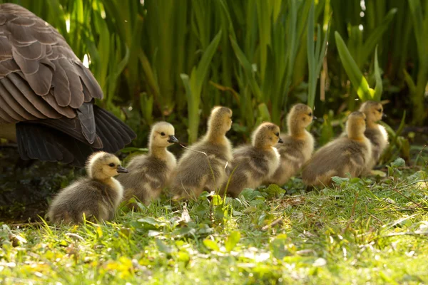 Tiro Selectivo Del Foco Goslings Hierba — Foto de Stock