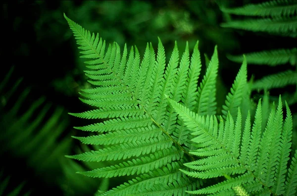 Yeşil Eğreltiotu Yapraklarının Yakın Plan Çekimi Bulanık Bir Arkaplanda — Stok fotoğraf