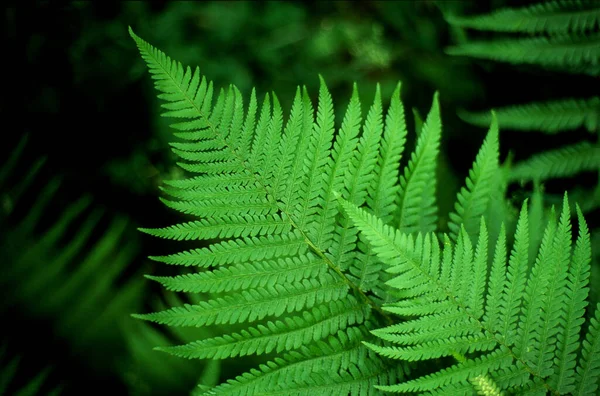 Primo Piano Foglie Felce Verde Uno Sfondo Sfocato — Foto Stock