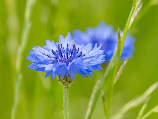 Closeup Beautiful Blue Cornflower Centaurea Cyanus Blurred Green Background — Stock Photo, Image