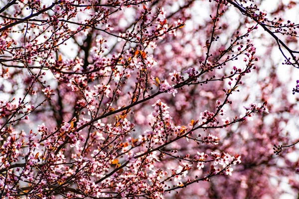 Ramos Árvore Com Flores Cereja Rosa — Fotografia de Stock