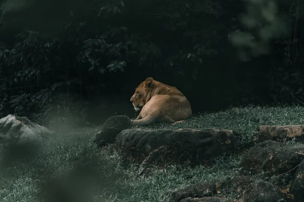 緑の草の上に横たわる雌ライオン — ストック写真