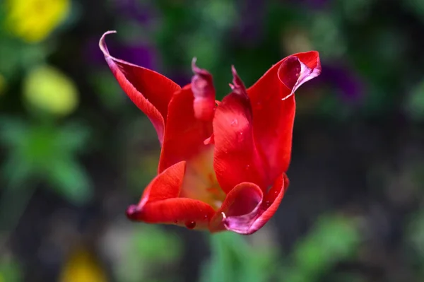Closeup Shot Red Flower Blurred Background — Stok fotoğraf