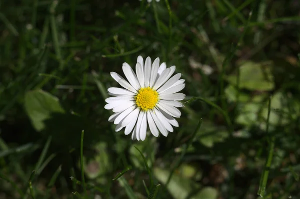 Una Camomilla Bianca Coltivata Giardino — Foto Stock