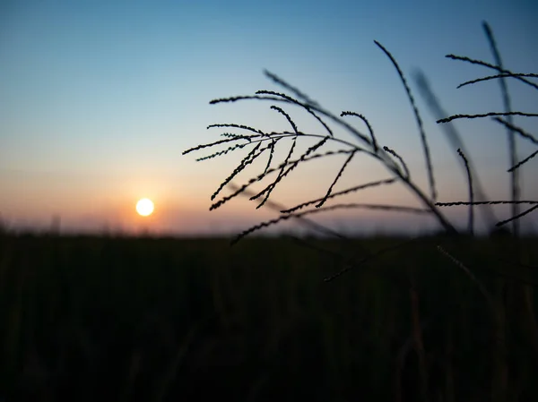 Zbliżenie Trawy Cudownym Niewyraźnym Tle Zachodu Słońca — Zdjęcie stockowe