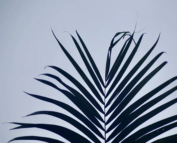 Tiro Close Uma Planta Tropical Florescente — Fotografia de Stock