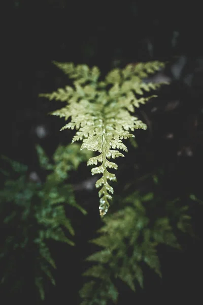 上に水滴のある緑の葉の垂直ショット — ストック写真