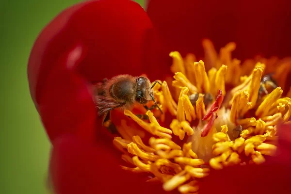 Makroaufnahme Von Bienen Auf Roter Pfingstrose — Stockfoto