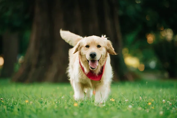 Sebuah Potret Dari Golden Retriever Menggemaskan Dengan Bandana Merah Taman — Stok Foto