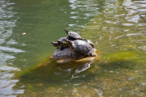 Een Groep Schildpadden Die Samen Zwemmen Een Vijver — Stockfoto
