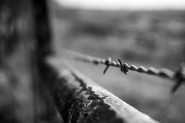 Grayscale Close Shot Barbed Wire Metal Rod — Stockfoto