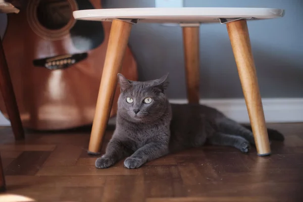 Rosyjski Niebieski Kot Leżący Pod Krzesłem — Zdjęcie stockowe