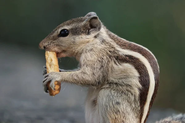 Een Close Shot Van Een Schattige Grijze Eekhoorn Die Een — Stockfoto