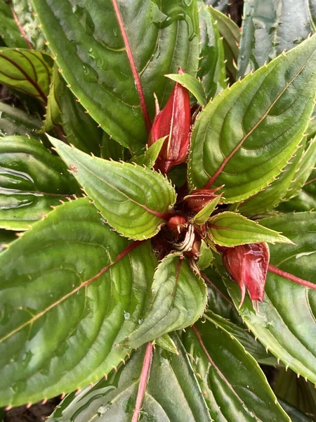 Closeup Sultana Plant Blooming Buds — Zdjęcie stockowe