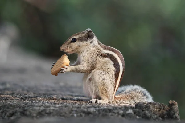 Gros Plan Adorable Tamias Gris Mangeant Cookie Debout Sur Surface — Photo