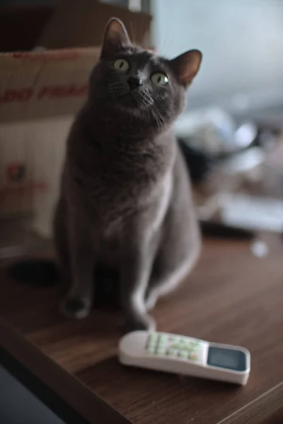 Portrait Russian Blue Cat Looking Surprised Look — Stockfoto