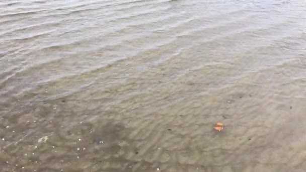 해변에 밀려오는 — 비디오