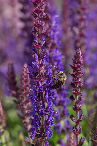 Close Van Een Honingbij Oogsten Blauwe Paarse Salie Bloesems Met — Stockfoto