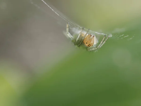 Ett Makro Skott Spindel Nätet Mot Suddig Grön Bakgrund — Stockfoto